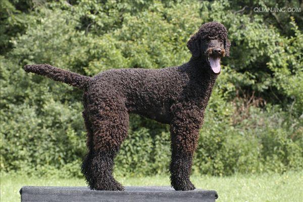  p>贵宾犬(poodle),也称"贵妇犬",又称"卷毛狗",在德语中,pudel是"