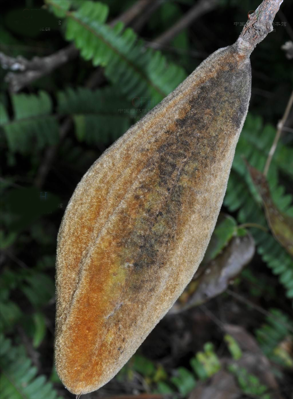  p>猪腰豆属(whitfordiodendron elmer), a href="#">双子叶植物纲 /a