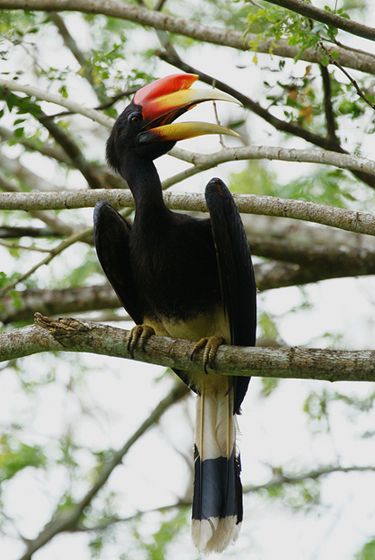  p>马来犀鸟(学名:buceros rhinoceros)是一种 a