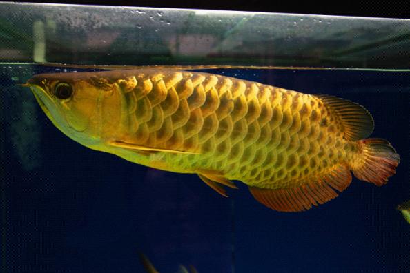 高背红尾金龙鱼