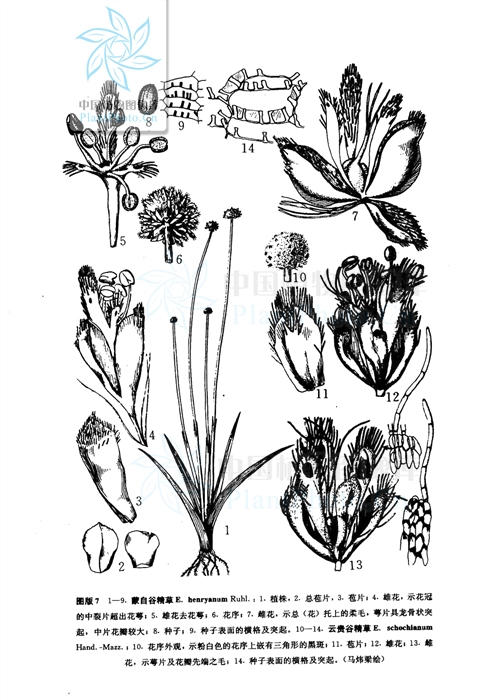  p>云贵谷精草( a target="_blank" href="/item/学名/8074290" data