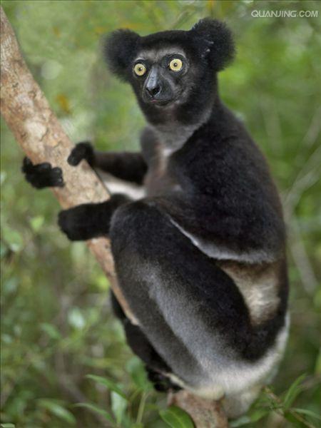 indri indri