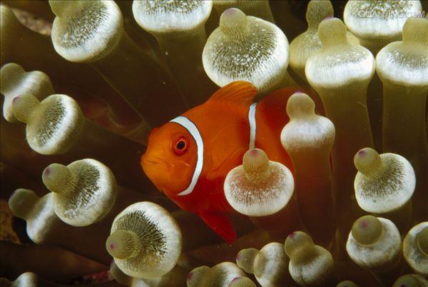  p>奶嘴海葵又称拳头海葵,学名樱蕾篷锥海葵,英文名:bulb anemone