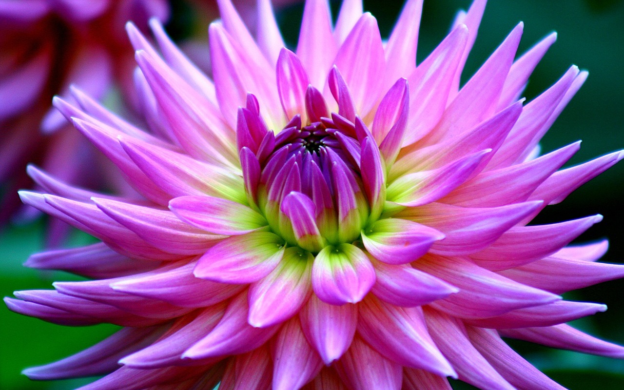  p>大丽花( i>dahlia pinnata /i> cav.