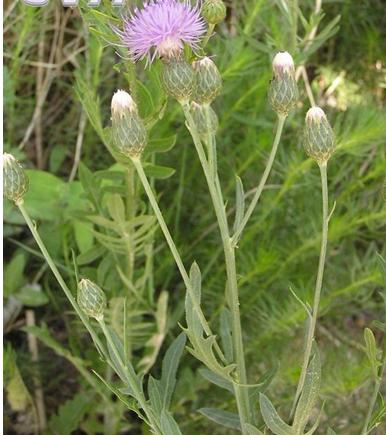 cass. ex kitag.),是菊科麻花头属多年生草本植物.