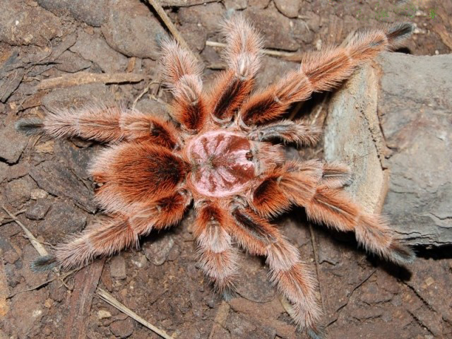  p>红玫瑰蜘蛛原产于智利的荒漠中.