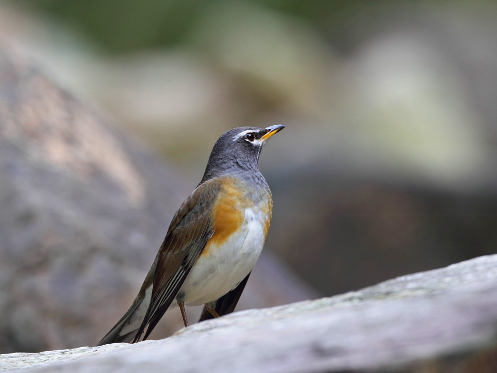 eyebrowed thrush