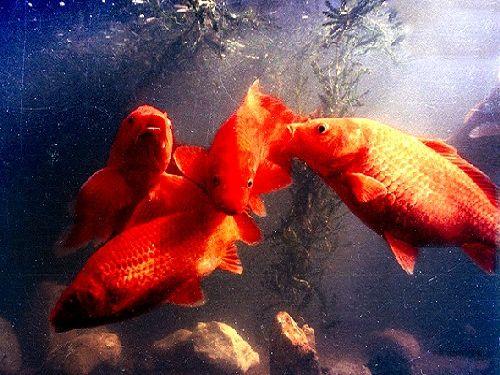 万安玻璃红鲤鱼除形态艳美,可供观赏外,且