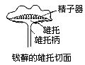 钱藓精子器着生在长柄顶部的圆盘上,没有象雌托那样的指状突起和包膜