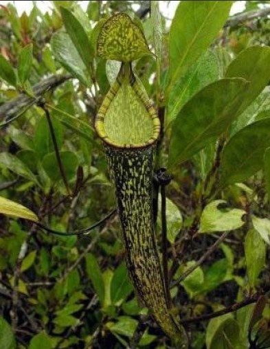  p>瘦小猪笼草是 a href="#">西马来西亚 /a> a href="#">大汉山 /a>