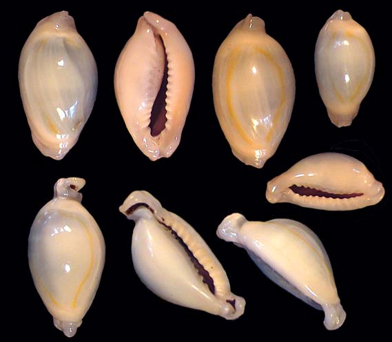 monetaria annulus appendiculata