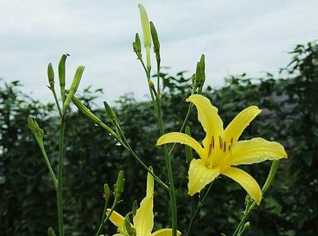  p>萱草(学名:hemerocallis fulva),是 a target="_blank" href="