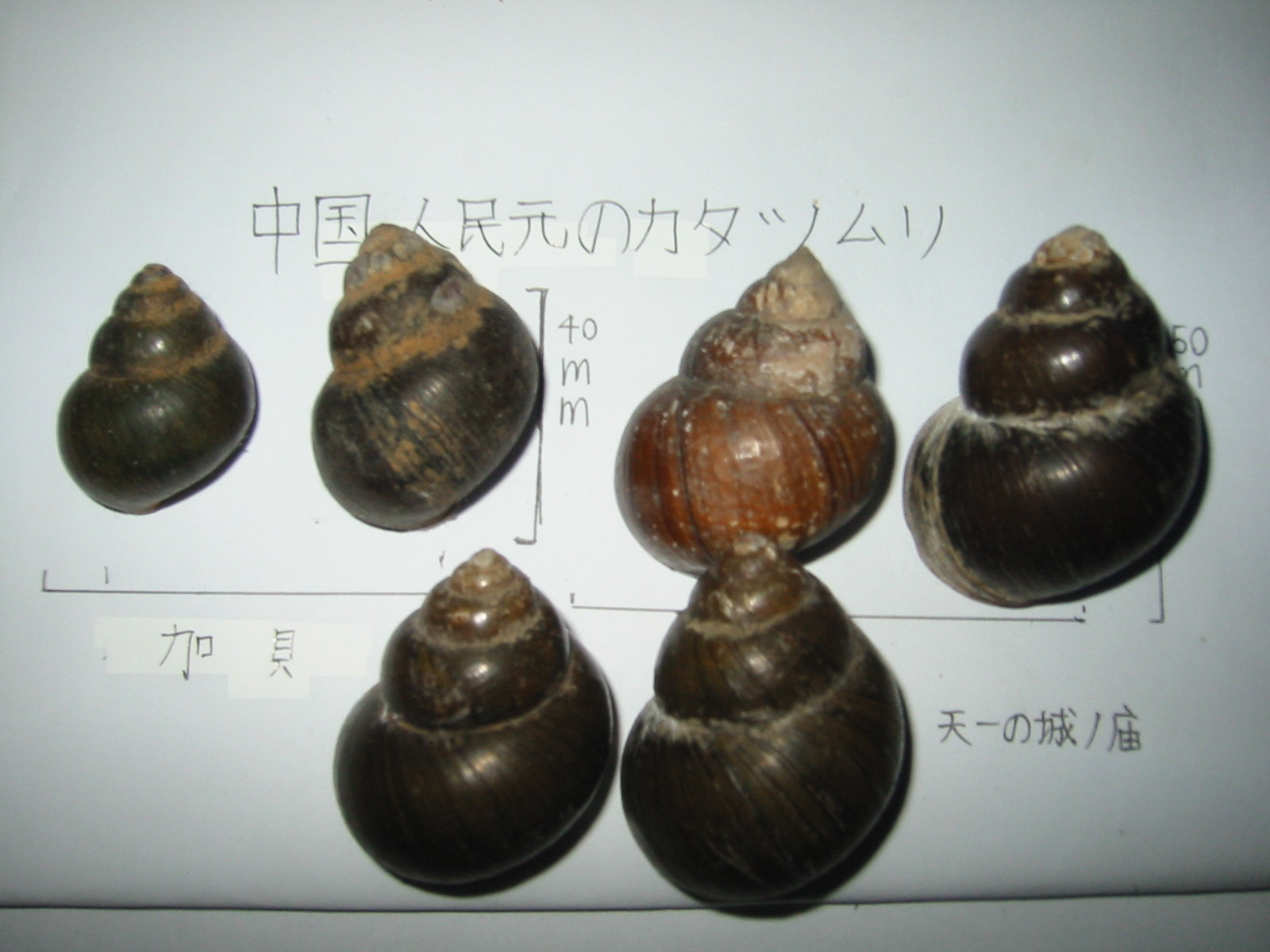  p>田螺科(viviparidae;pond snail)是 a href="#" data-lemmaid="