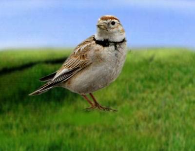  p>蒙古百灵(学名: i>melanocorypha mongolica /i>)是一种小型 a