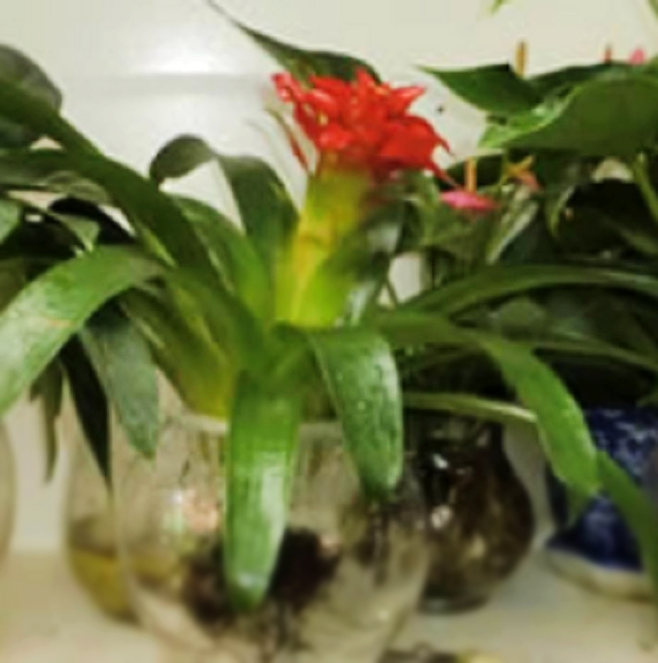  p>水泡花是采用现代生物工程技术,运用物理, a href="#" data-lemma