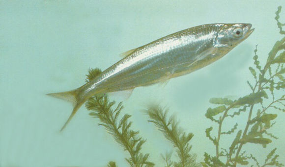  p>银飘鱼(pseudolaubuca sinensis)属 a target="_blank" href="