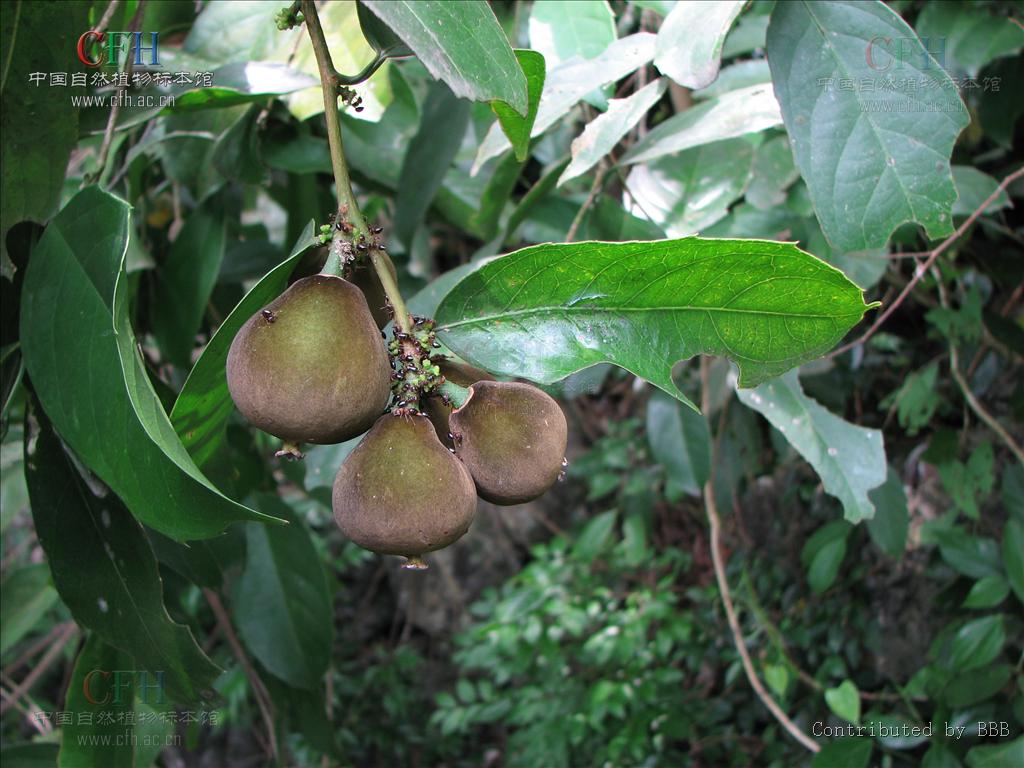  p>海南大风子,学名别称龙角,高根(海南尖锋岭),乌壳子(吊罗),海南