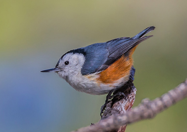 white-cheeked nuthatch