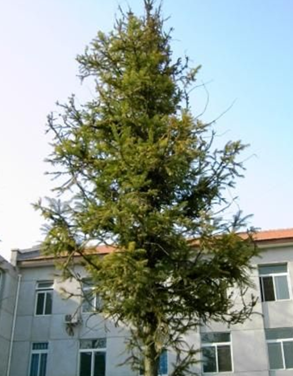  p>灰叶杉木(学名: i>cunninghamia lanceolata  /i>(lamb.) hook.