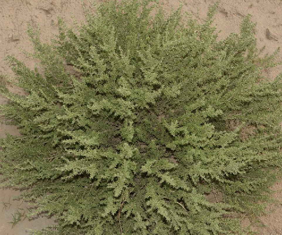  p>盐蒿(学名: i>artemisia halodendron /i> turcz. ex bess.