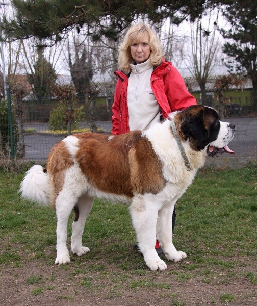 saint bernard