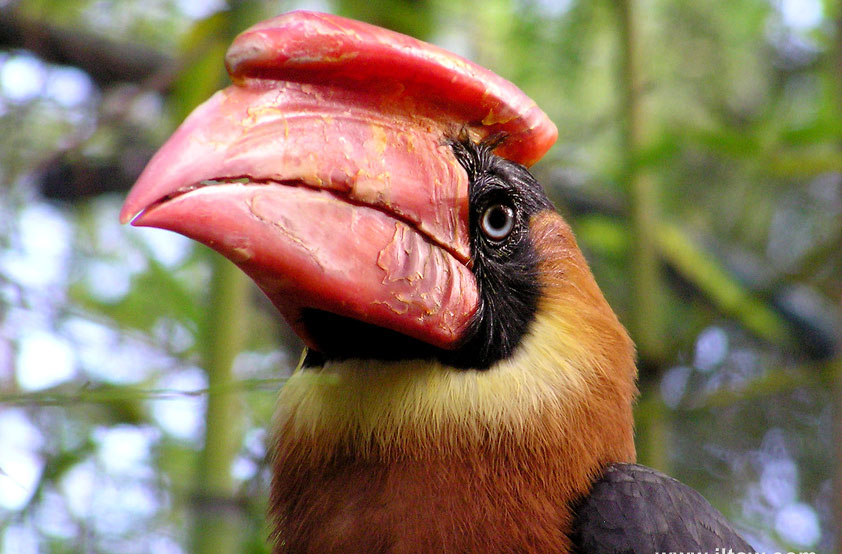 是一种形态美观,动作异常敏捷的罕见鸟类之一,是菲律宾特有物种,主要