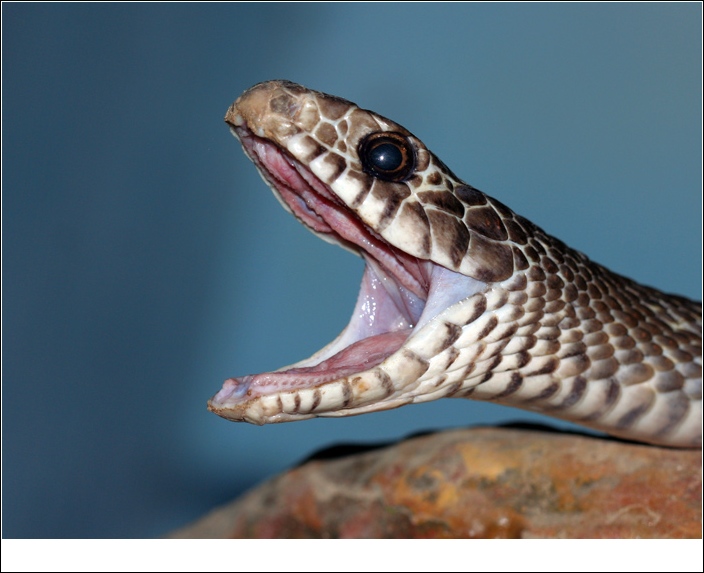  p>滑鼠蛇(学名:ptyas mucosus),俗名:乌肉蛇,草锦蛇,长标蛇,水律蛇