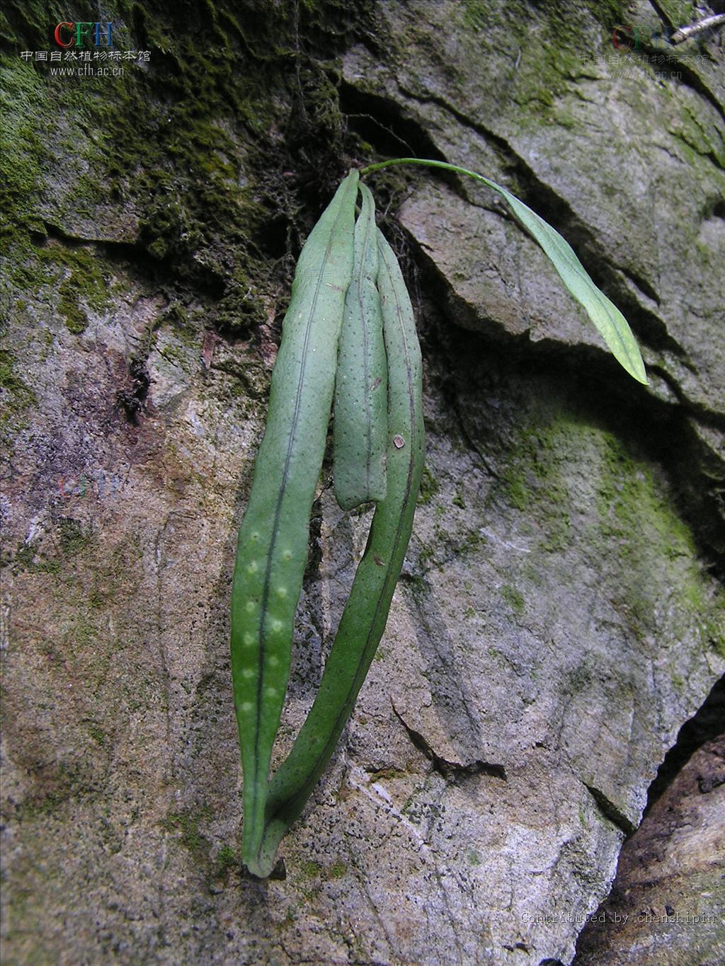  p> b>扭瓦韦 /b>(学名: i> b>lepisorus contortus /b> /i>)为水龙