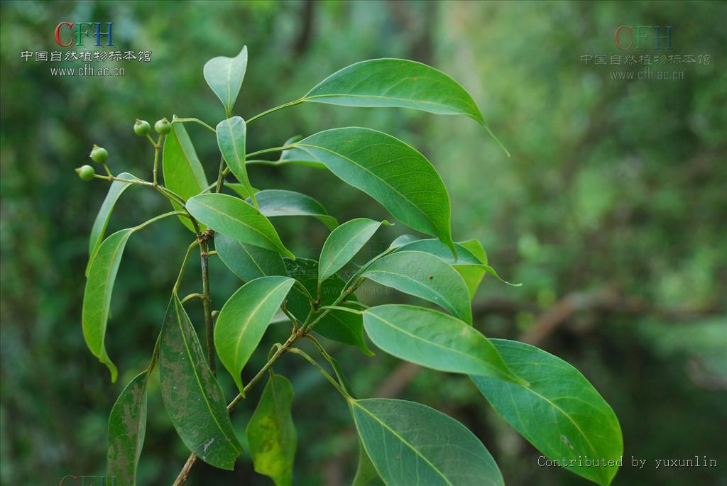 et chun) chun /i>)是五加科树参属植物,别名豆腐木,海南木五加,海南