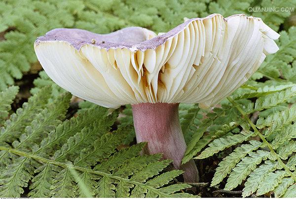  p>蜡伞,夏秋季生于林中地上,单生,散生,分布于安徽,西藏等地,可食用.