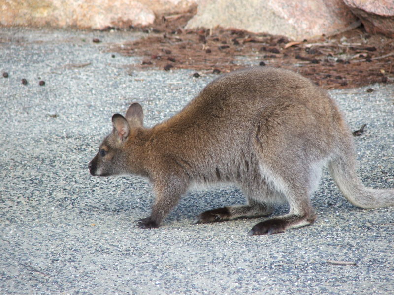  p>沙袋鼠(wallaby)是 袋鼠科( i>macropodidae /i>)几种中等大小的有