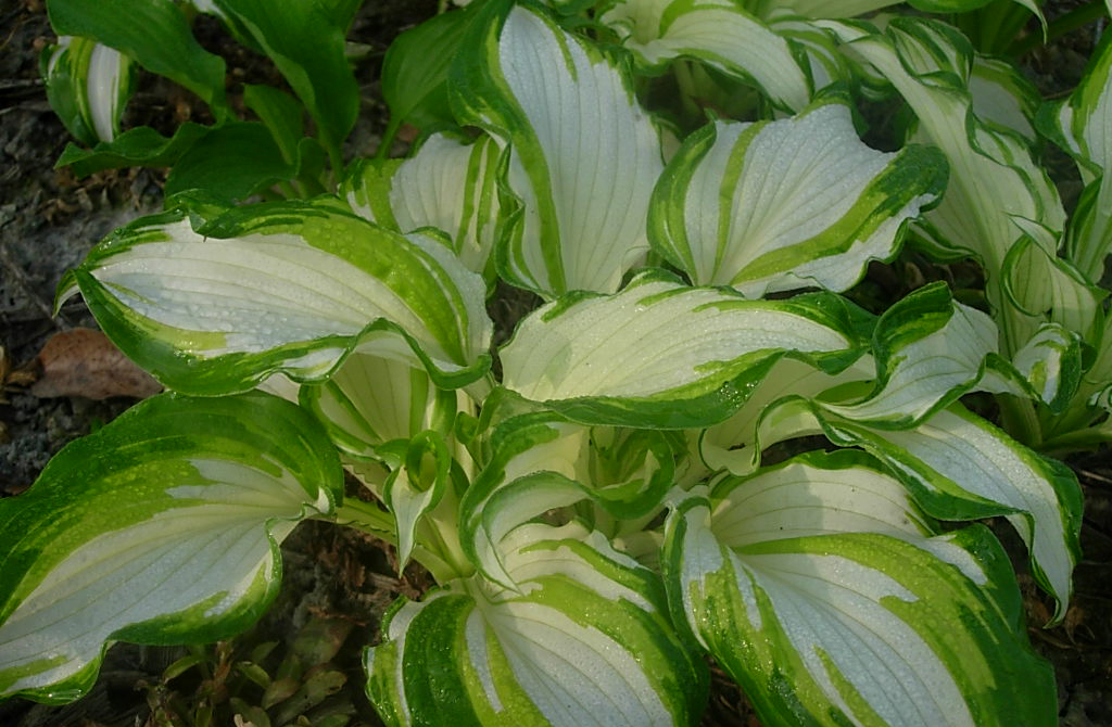  p>玉簪叶韭(学名: i>allium funckiaefolium /i>)是 a href="#" data