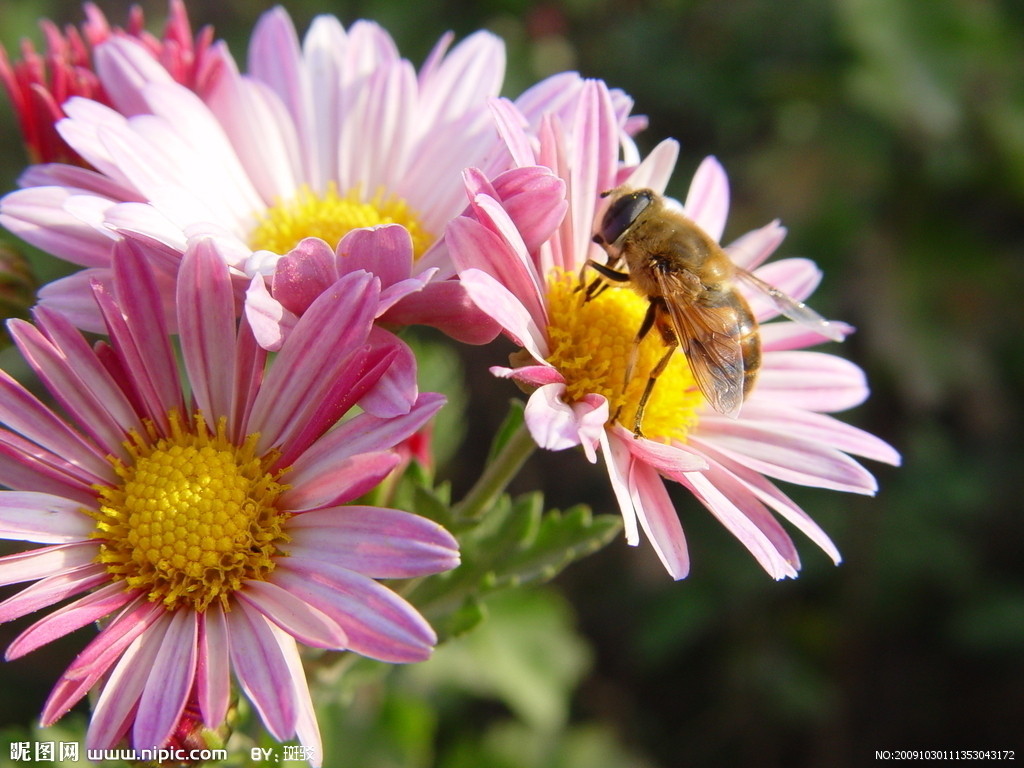  p>蜜蜂花(学名: i>melissa axillaris  /i>(benth.) bakh.f.