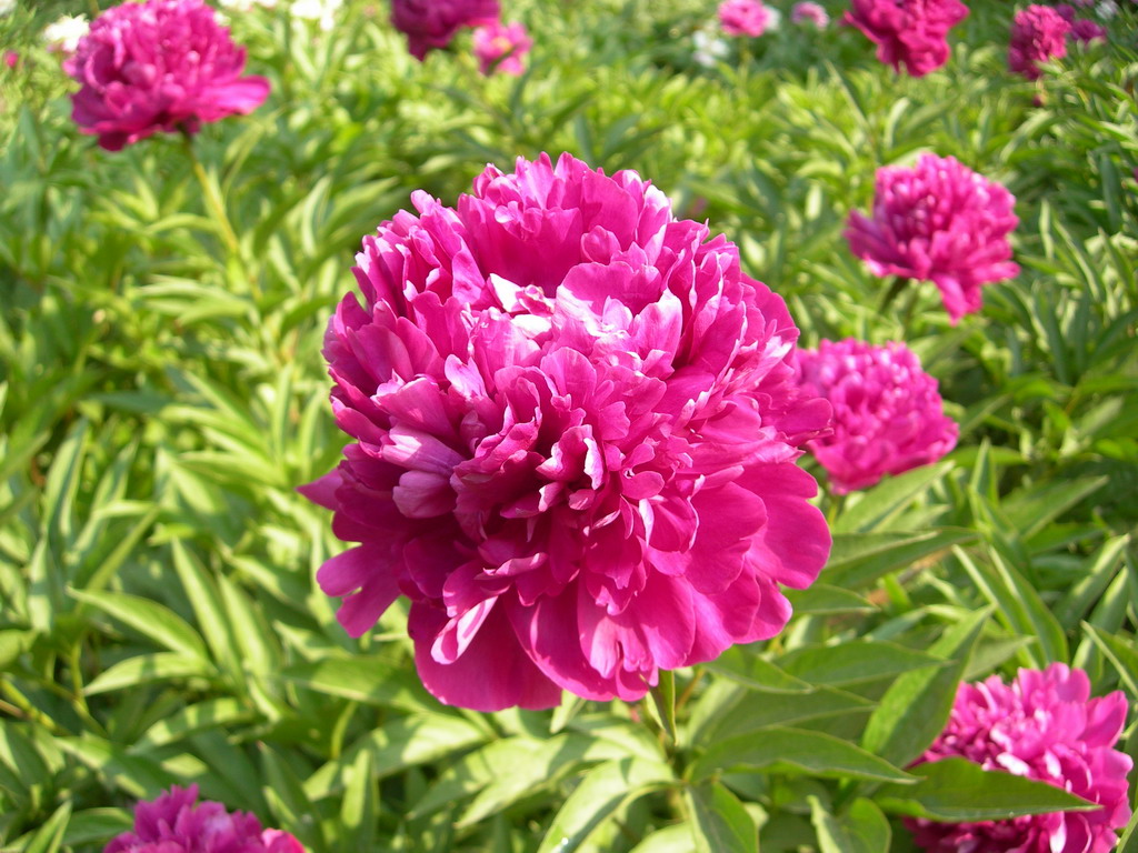 红绣球,是芍药属牡丹栽培品种,由山东菏泽