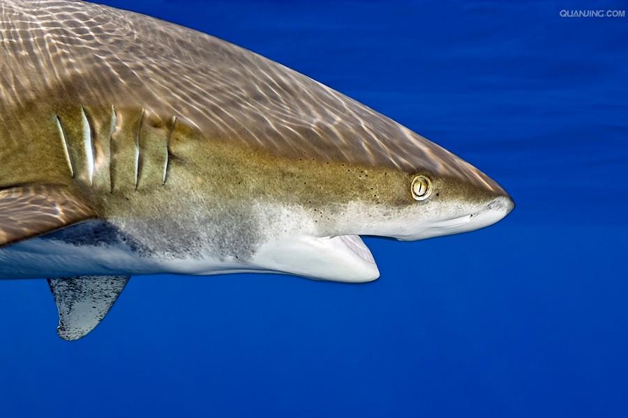 p>远洋白鳍鲨, i>carcharhinus longimanus  /i>(poey, 1861),是 a