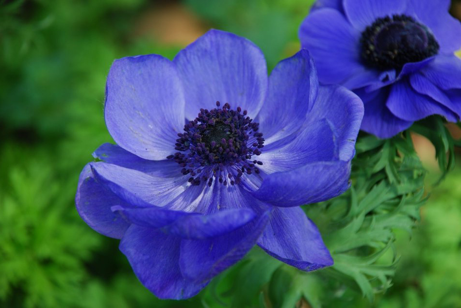  p>欧洲银莲花(学名: i>anemone coronaria  /i>l.