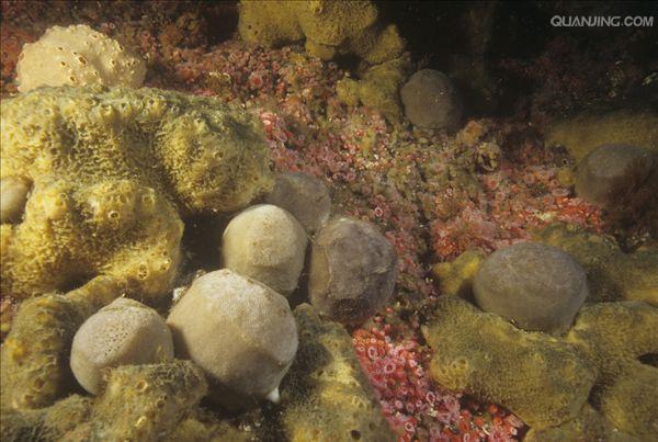  p>多孔动物(porifera)主要是在海洋中营固着生活的一类单体或群体