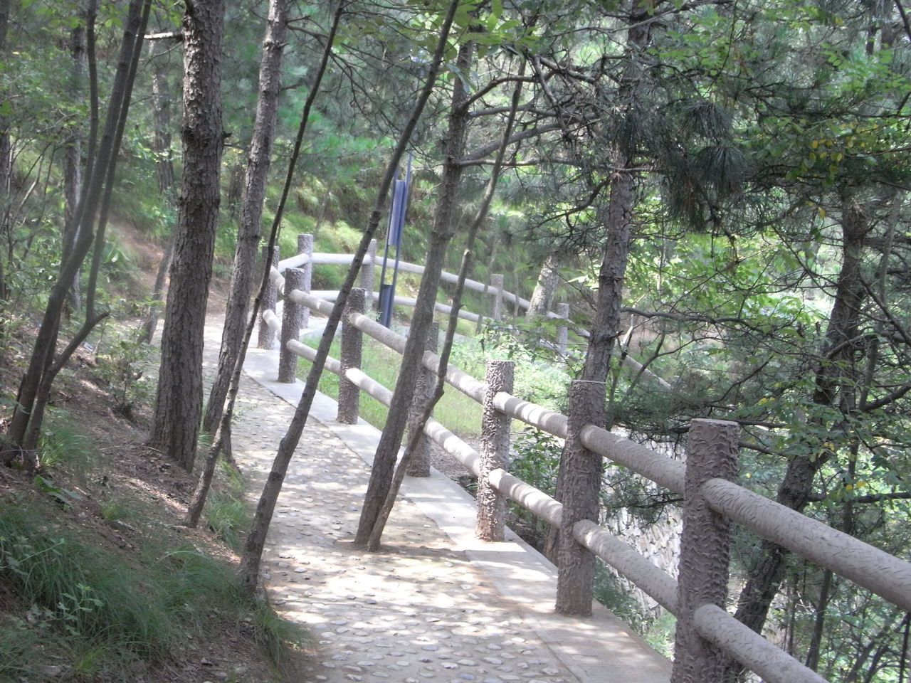 山阳苍龙山森林公园