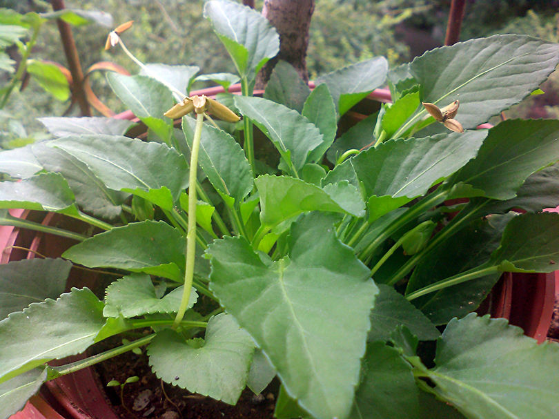 绿春金钩如意草