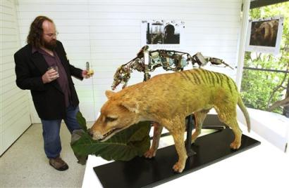  p>袋狼(学名: i>thylacinus cynocephalus /i>):肩高约58厘米;体长约