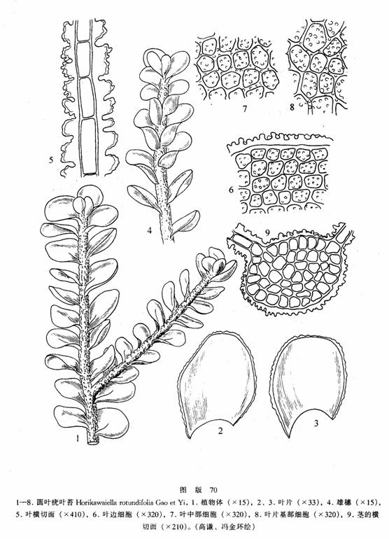 jamensomiella autumnalis