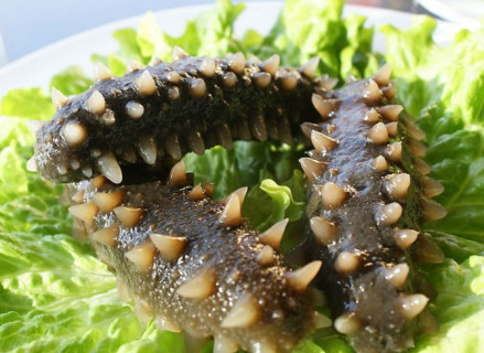 海参（海参纲棘皮动物）_百度百科