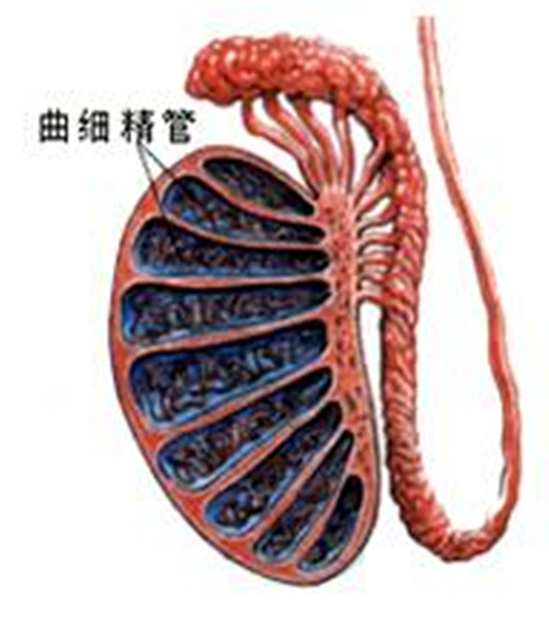  p>曲细精管是睾丸上细长而弯曲的管道,直径为150～250μm,长约30