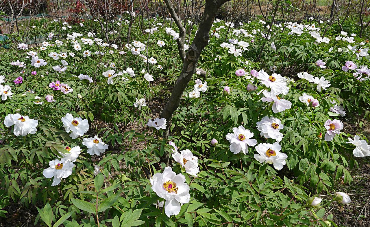  p>枯枝牡丹园,位于江苏省盐城市亭湖区区便仓镇.