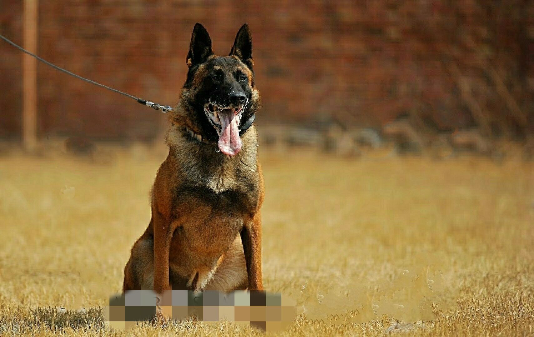 bd6o96np">马里努阿犬,体型适中,外形匀称呈方形,头颈高昂;身躯精干