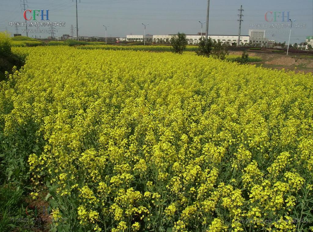  p>油菜,又叫油白菜, a target="_blank" href="/item/苦菜/574927"