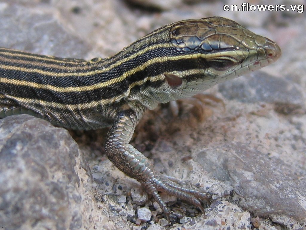  p>丽斑麻蜥(学名: i>eremias argus /i>),是蜥蜴科,麻蜥属动物.