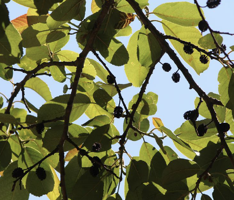  p>川滇桤木(学名: i>alnus ferdinandi-coburgii  /i>schneid.