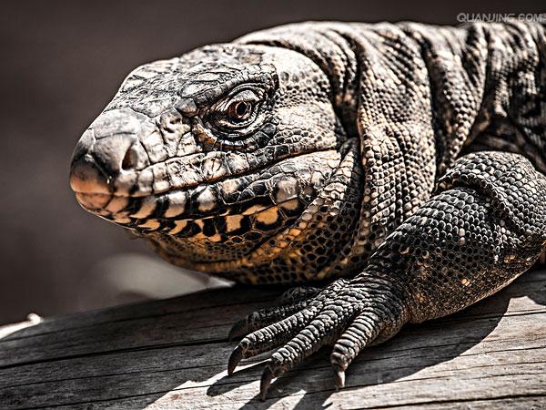 dipsosaurus dorsalis