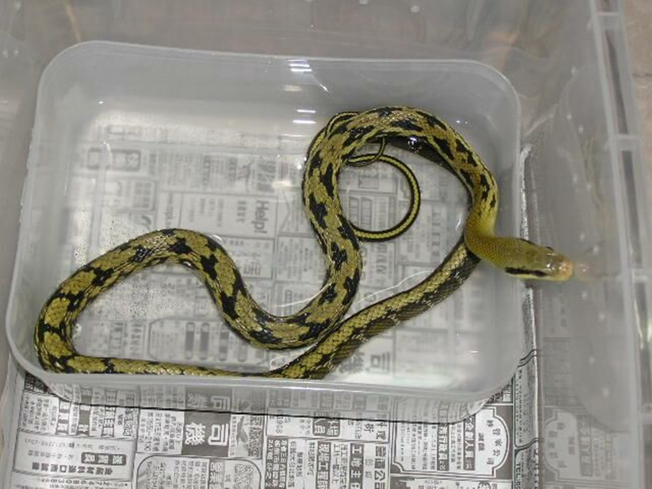 黑眉锦蛇别名家蛇﹑秤星蛇﹑菜花蛇(虽王锦蛇也称菜花蛇,但四川,贵州